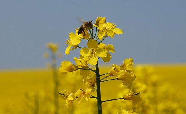 Comment survivre aux allergies printanières naturellement - Clémence & Vivien