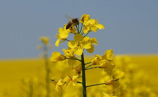 Comment survivre aux allergies printanières naturellement - Clémence & Vivien